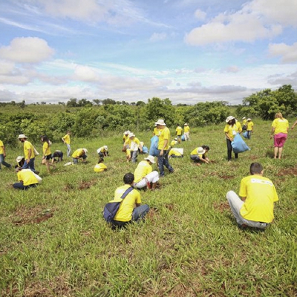 Plantio na Bacia Córrego Guariroba